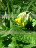 Գնարբուկ - Первоцвет- Primula L.