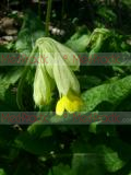 Գնարբուկ - Первоцвет- Primula L.