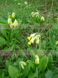 Գնարբուկ - Первоцвет- Primula L.