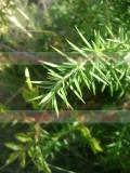 Գիհ - Можжежельник - Juniper