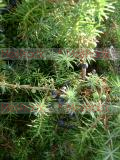 Գիհ - Можжежельник - Juniper