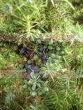 Գիհ - Можжежельник - Juniper