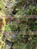 Գիհ - Можжежельник - Juniper