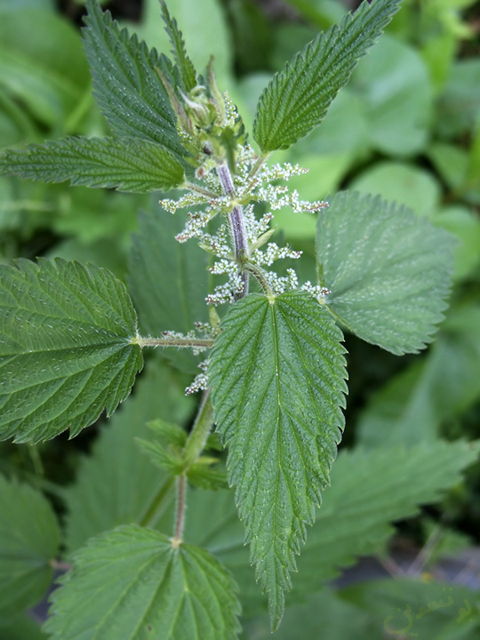 Եղինջ երկտուն - Крапива двудомная - Urtica dioica L.