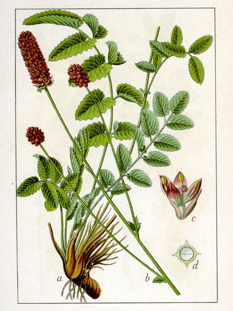 Արյունխմիկ դեղատու (aryunaxmik) - Кровохлебка лекарственная- Sanguisorba officinalis L.