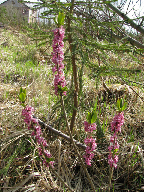 Волчеягодник смертельный - Daphne mezereum L.