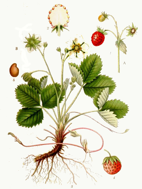 Գետնամորի անտառային - Земляника лесная - Fragaria vesca L.