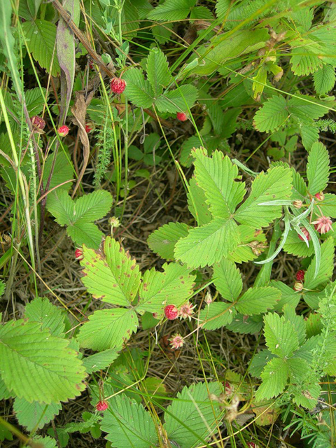 Գետնամորի անտառային - Земляника лесная - Fragaria vesca L.