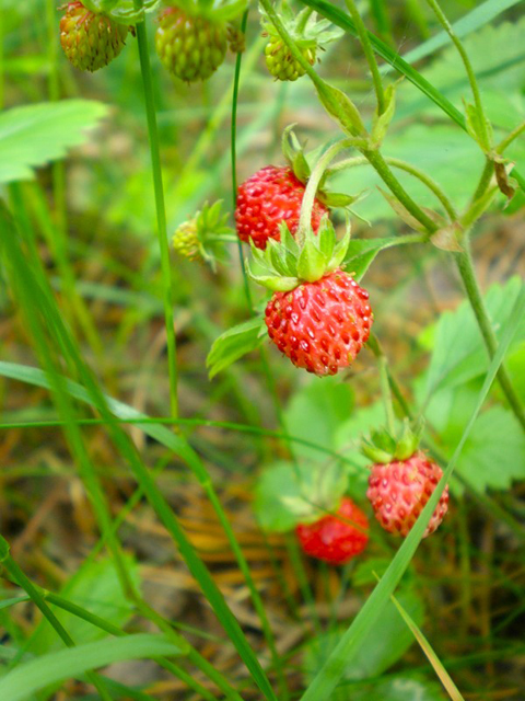Գետնամորի անտառային - Земляника лесная - Fragaria vesca L.