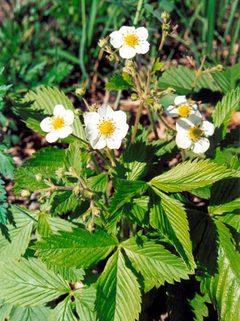 Գետնամորի անտառային - Земляника лесная - Fragaria vesca L.