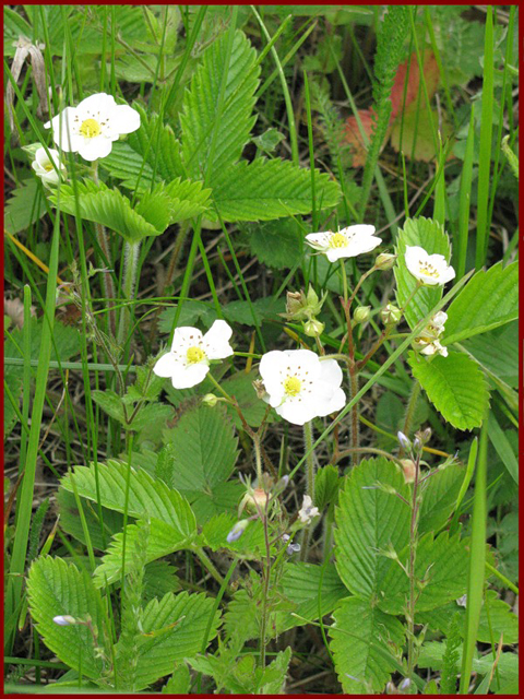 Գետնամորի անտառային - Земляника лесная - Fragaria vesca L.