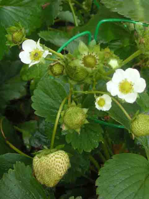 Գետնամորի անտառային - Земляника лесная - Fragaria vesca L.