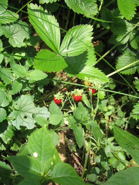 Գետնամորի անտառային - Земляника лесная - Fragaria vesca L.