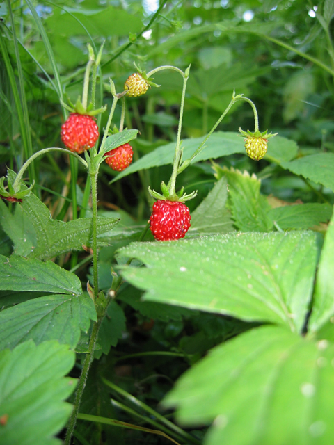 Գետնամորի անտառային - Земляника лесная - Fragaria vesca L.