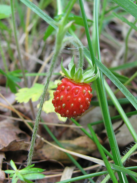 Գետնամորի անտառային - Земляника лесная - Fragaria vesca L.