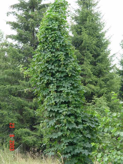 Գայլուկ սովորական - Хмель обыкновенный - Humulus lupulus L.