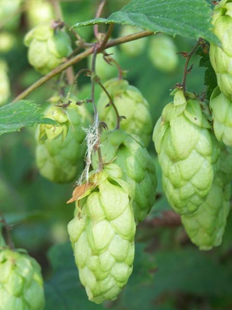 Գայլուկ սովորական - Хмель обыкновенный - Humulus lupulus L.