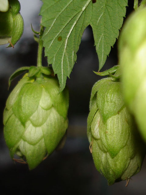 Գայլուկ սովորական - Хмель обыкновенный - Humulus lupulus L.