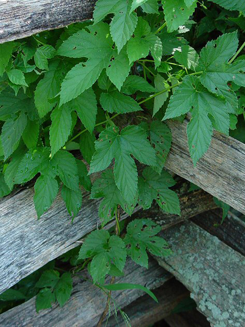 Գայլուկ սովորական - Хмель обыкновенный - Humulus lupulus L.
