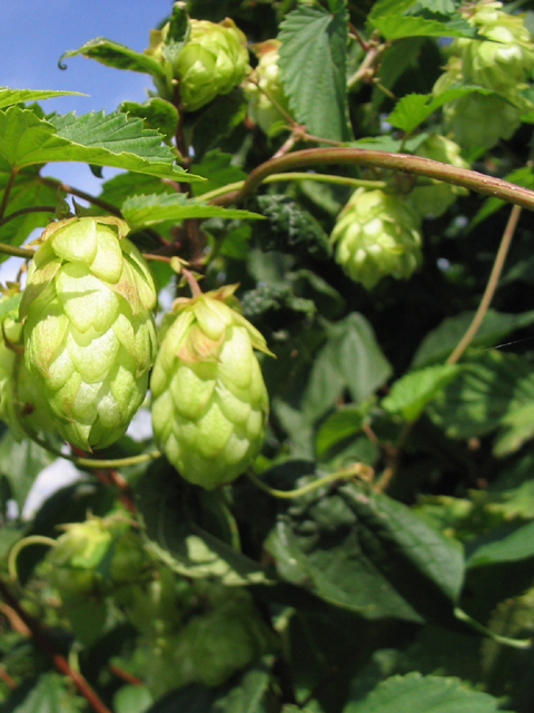 Գայլուկ սովորական - Хмель обыкновенный - Humulus lupulus L.