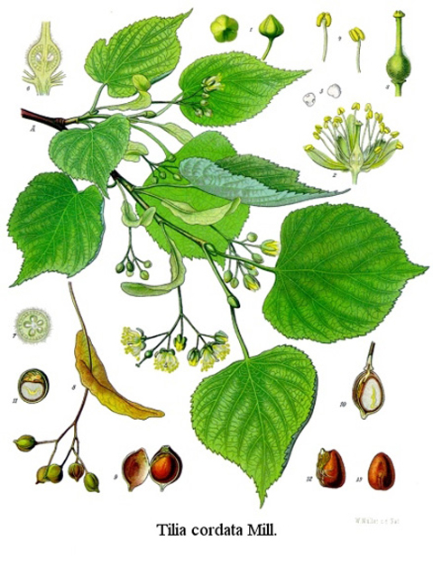 Լորենի - Липа - Tilia L.
