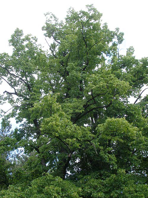 Լորենի - Липа - Tilia L.