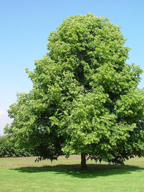 Լորենի - Липа - Tilia L.