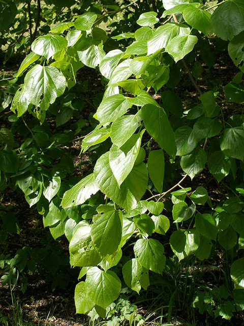 Լորենի - Липа - Tilia L.