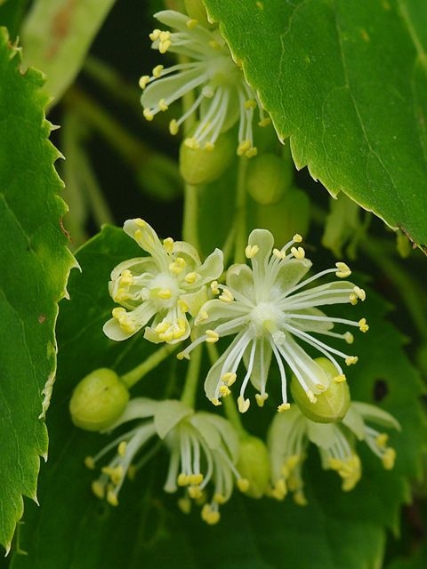 Լորենի - Липа - Tilia L.