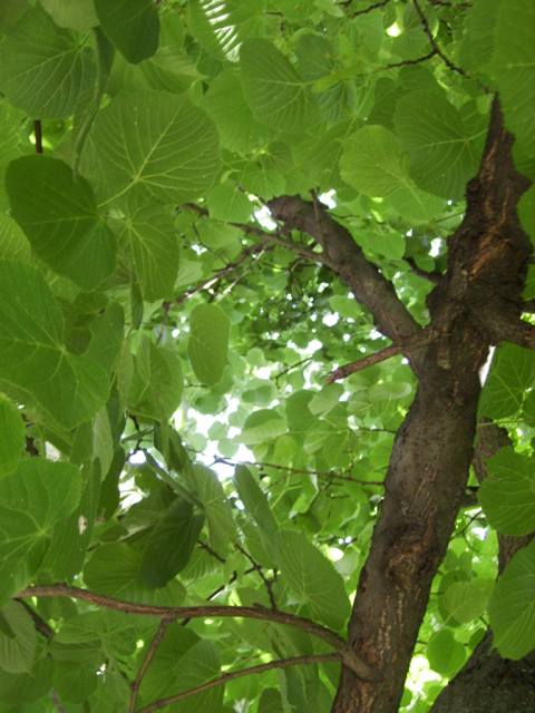Լորենի - Липа - Tilia L.