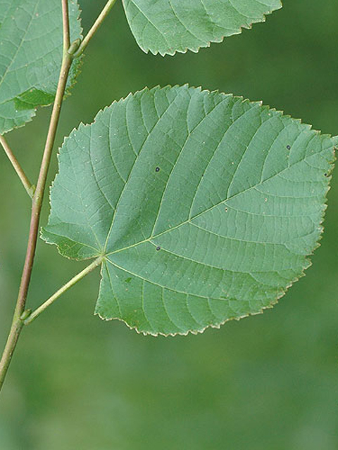 Լորենի - Липа - Tilia L.
