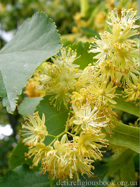 Լորենի - Липа - Tilia L.