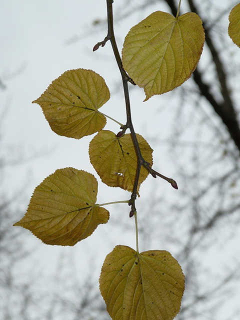 Լորենի - Липа - Tilia L.