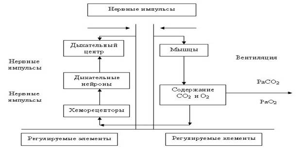 Курсовая работа: Регуляция дыхания