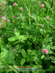 Երեքնուկ մարգագետնային - Клевер луговой - Trifolium pratense L._med-practic.com_Տաթևիկ Շահյան