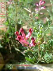 Дымянка лекарственная Fumaria officinalis L.