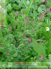 Дымянка лекарственная Fumaria officinalis L.