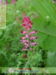 Дымянка лекарственная Fumaria officinalis L.
