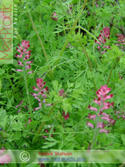 Дымянка лекарственная Fumaria officinalis L.
