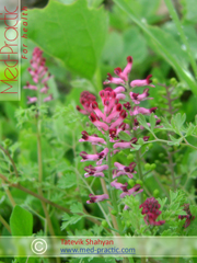Дымянка лекарственная Fumaria officinalis L.