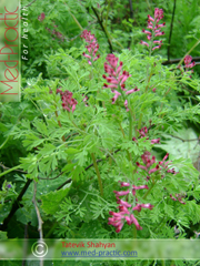 Дымянка лекарственная Fumaria officinalis L.	