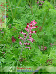 Дымянка лекарственная Fumaria officinalis L.