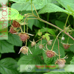 Ազնվամորի (azmvamori) - Малина - Rubus idaeus L. - Տաթևիկ Շահյան