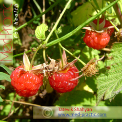 Ազնվամորի (azmvamori) - Малина - Rubus idaeus L. - Տաթևիկ Շահյան