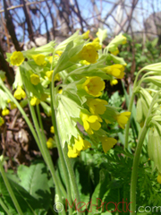 Գնարբուկ - Первоцвет- Primula L.