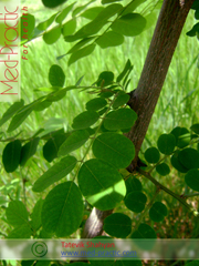 Ակացիա սպիտակ – Акация белая - Acacia alba L., Robinia pseudoacacia L. - Տաթևիկ Շահյան