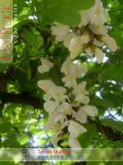 Ակացիա սպիտակ – Акация белая - Acacia alba L., Robinia pseudoacacia L. - Տաթևիկ Շահյան