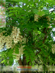 Ակացիա սպիտակ – Акация белая - Acacia alba L., Robinia pseudoacacia L. - Տաթևիկ Շահյան
