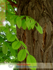 Ակացիա սպիտակ – Акация белая - Acacia alba L., Robinia pseudoacacia L. - Տաթևիկ Շահյան