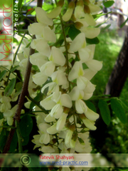 Ակացիա սպիտակ – Акация белая - Acacia alba L., Robinia pseudoacacia L. - Տաթևիկ Շահյան